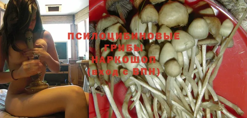 Псилоцибиновые грибы MAGIC MUSHROOMS  даркнет какой сайт  Богородск 